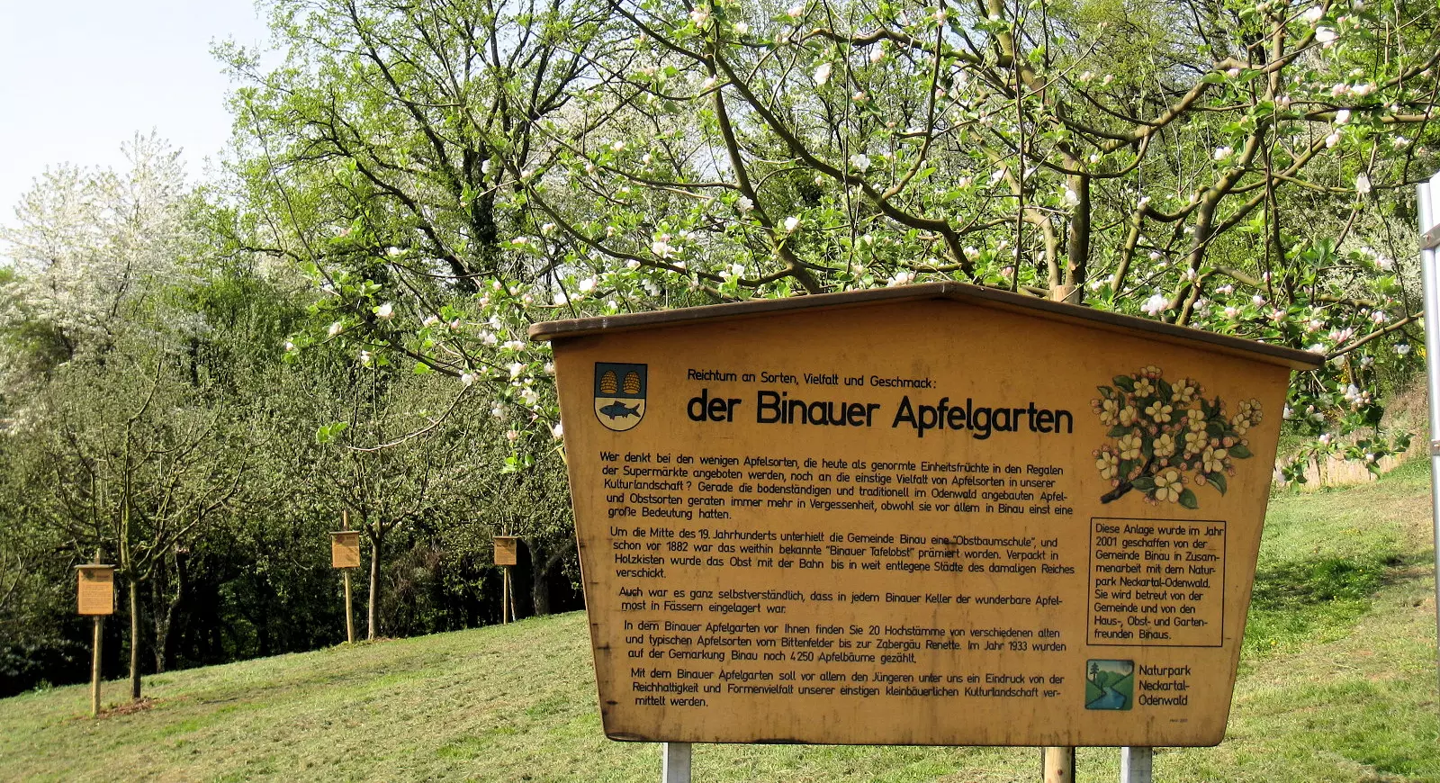 Bild zu Binauer Apfelgarten